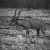Kudu - Etosha National Park, Namibia